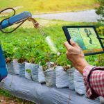 Embrapa Maranhão fortalece a agricultura familiar na Femaf e Fenafes com tecnologias que ampliam produtividade e renda