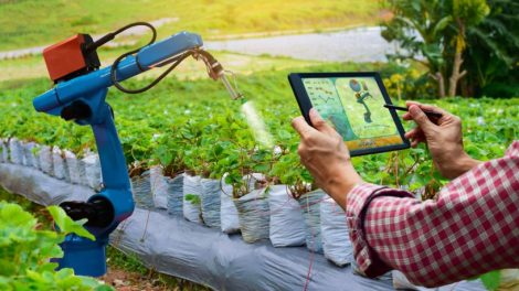 Embrapa Maranhão fortalece a agricultura familiar na Femaf e Fenafes com tecnologias que ampliam produtividade e renda