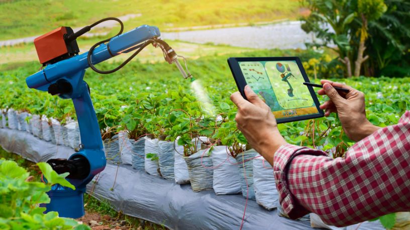 Embrapa Maranhão fortalece a agricultura familiar na Femaf e Fenafes com tecnologias que ampliam produtividade e renda