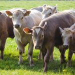 Tecnologia Reprodutiva Amplia Acesso à Genética Superior no Sudoeste do Maranhão