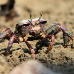Tecnologia na cadeia do caranguejo-uçá no Maranhão: inovação que transforma a pesca artesanal
