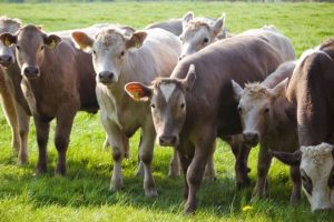 Tecnologia Reprodutiva Amplia Acesso à Genética Superior no Sudoeste do Maranhão