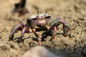 Tecnologia na cadeia do caranguejo-uçá no Maranhão: inovação que transforma a pesca artesanal