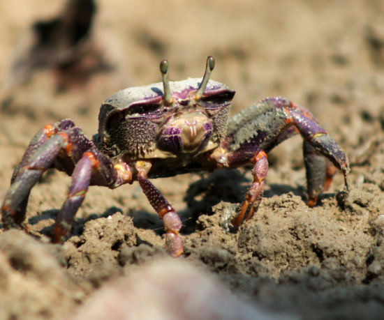 Tecnologia na cadeia do caranguejo-uçá no Maranhão: inovação que transforma a pesca artesanal