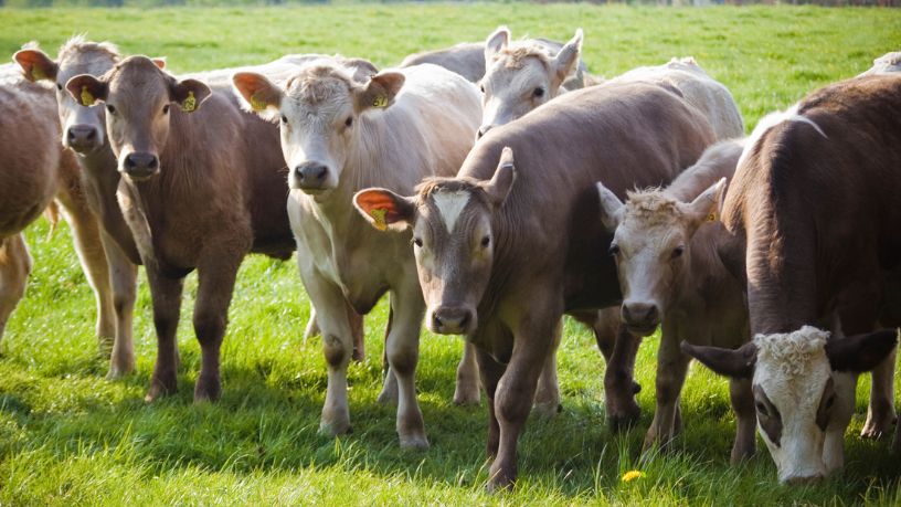 Tecnologia Reprodutiva Amplia Acesso à Genética Superior no Sudoeste do Maranhão