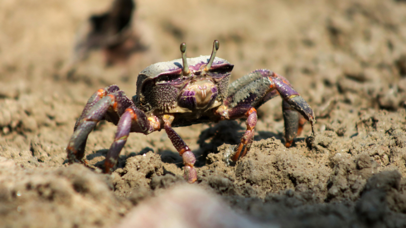 Tecnologia na cadeia do caranguejo-uçá no Maranhão: inovação que transforma a pesca artesanal