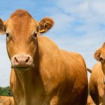Inovação no campo e os caminhos para o fortalecimento da pecuária leiteira maranhense