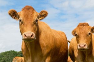 Inovação no campo e os caminhos para o fortalecimento da pecuária leiteira maranhense