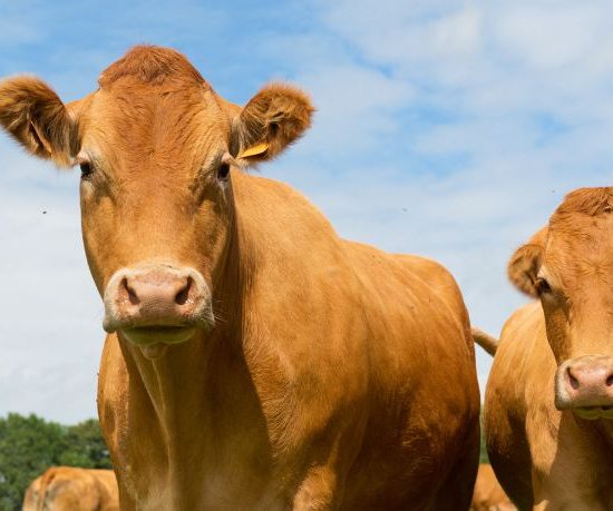 Inovação no campo e os caminhos para o fortalecimento da pecuária leiteira maranhense