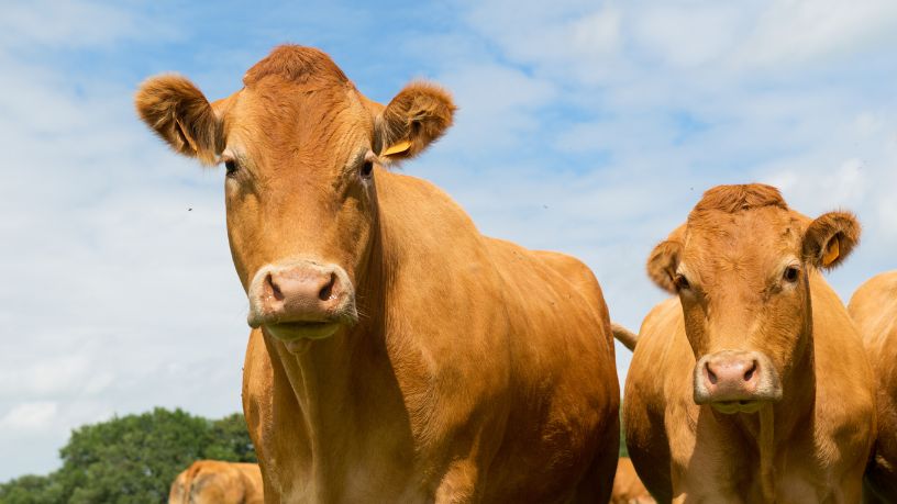 Inovação no campo e os caminhos para o fortalecimento da pecuária leiteira maranhense