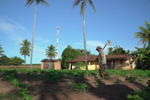 Trabalhador rural atua em uma plantação cercada por palmeiras sob céu claro.