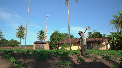 Trabalhador rural atua em uma plantação cercada por palmeiras sob céu claro.
