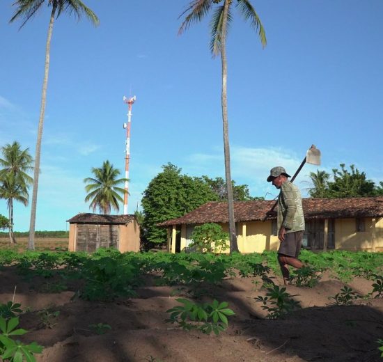 Trabalhador rural atua em uma plantação cercada por palmeiras sob céu claro.